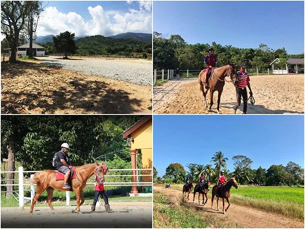Ultimate Horse Training and Stud Farm Kedah